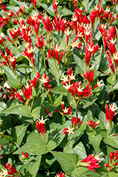 Little Redhead Indian Pink (Spigelia marilandica 'Little Redhead') at Wolf's Blooms & Berries