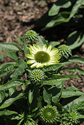 Prima Lime Coneflower (Echinacea 'Prima Lime') at Wolf's Blooms & Berries