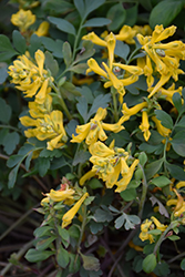 Canary Feathers Corydalis (Corydalis 'Canary Feathers') at Wolf's Blooms & Berries