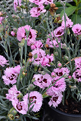 Early Bird Fizzy Pinks (Dianthus 'Wp08 Ver03') at Wolf's Blooms & Berries