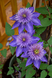 Multi Blue Clematis (Clematis 'Multi Blue') at Wolf's Blooms & Berries