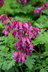 Luxuriant Bleeding Heart (Dicentra 'Luxuriant') at Wolf's Blooms & Berries