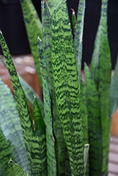 Snake Plant (Sansevieria trifasciata) at Wolf's Blooms & Berries