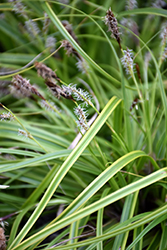EverColor Everlime Japanese Sedge (Carex oshimensis 'Everlime') at Wolf's Blooms & Berries