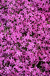 Red Wings Moss Phlox (Phlox subulata 'Red Wings') at Wolf's Blooms & Berries