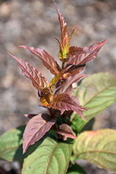 Kodiak Red Diervilla (Diervilla 'G2X885411') at Wolf's Blooms & Berries