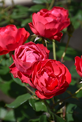 Oso Easy Double Red Rose (Rosa 'Meipeporia') at Wolf's Blooms & Berries
