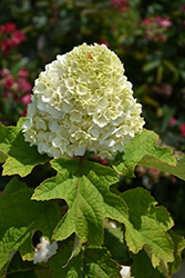 Gatsby Moon Hydrangea (Hydrangea quercifolia 'Brother Edward') at Wolf's Blooms & Berries