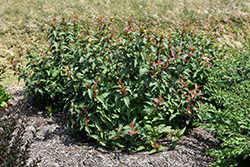 Kodiak Red Diervilla (Diervilla 'G2X885411') at Wolf's Blooms & Berries