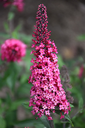 Monarch Prince Charming Butterfly Bush (Buddleia 'Prince Charming') at Wolf's Blooms & Berries