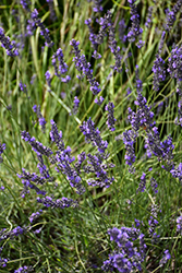 Phenomenal Lavender (Lavandula x intermedia 'Phenomenal') at Wolf's Blooms & Berries