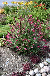 Monarch Prince Charming Butterfly Bush (Buddleia 'Prince Charming') at Wolf's Blooms & Berries