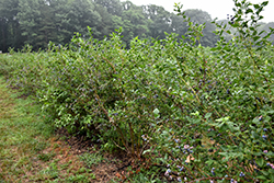 Bluecrop Blueberry (Vaccinium corymbosum 'Bluecrop') at Wolf's Blooms & Berries