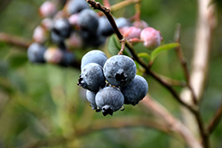 Chandler Blueberry (Vaccinium corymbosum 'Chandler') at Wolf's Blooms & Berries
