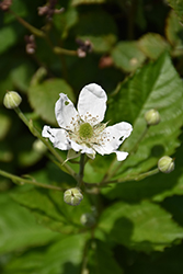 Baby Cakes Blackberry (Rubus 'APF-236T') at Wolf's Blooms & Berries