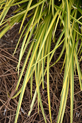 EverColor Everoro Japanese Sedge (Carex oshimensis 'Everoro') at Wolf's Blooms & Berries