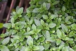 Peppermint (Mentha x piperita) at Wolf's Blooms & Berries