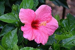 Cayman Wind Hibiscus (Hibiscus rosa-sinensis 'Cayman Wind') at Wolf's Blooms & Berries