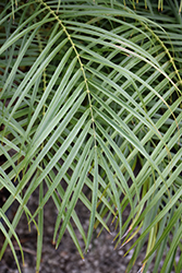 Pygmy Date Palm (Phoenix roebelenii) at Wolf's Blooms & Berries