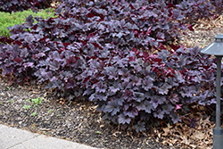 Frosted Violet Coral Bells (Heuchera 'Frosted Violet') at Wolf's Blooms & Berries