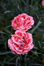 Coral Reef Pinks (Dianthus 'WP07OLDRICE') at Wolf's Blooms & Berries