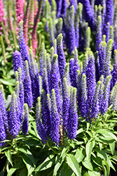 Royal Candles Speedwell (Veronica spicata 'Royal Candles') at Wolf's Blooms & Berries