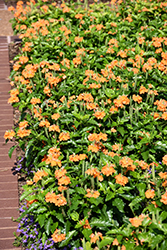 Orange Marmalade Firecracker Plant (Crossandra infundibuliformis 'Orange Marmalade') at Wolf's Blooms & Berries
