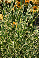 Bandwidth Maiden Grass (Miscanthus sinensis 'NCMS2B') at Wolf's Blooms & Berries
