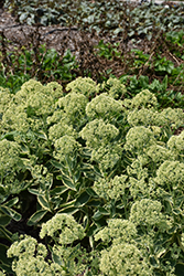 Frosted Fire Stonecrop (Sedum 'Frosted Fire') at Wolf's Blooms & Berries