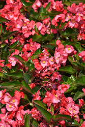Whopper Rose Green Leaf Begonia (Begonia 'Whopper Rose Green Leaf') at Wolf's Blooms & Berries