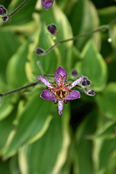Autumn Glow Toad Lily (Tricyrtis formosana 'Autumn Glow') at Wolf's Blooms & Berries