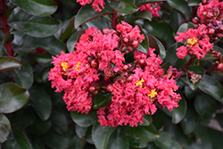 Cherry Mocha Crapemyrtle (Lagerstroemia 'Cherry Mocha') at Wolf's Blooms & Berries