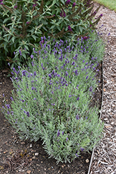 Sweet Romance Lavender (Lavandula angustifolia 'Kerlavangem') at Wolf's Blooms & Berries