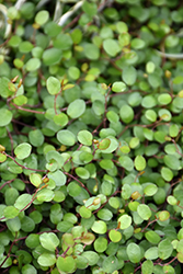 Creeping Wire Vine (Muehlenbeckia axillaris) at Wolf's Blooms & Berries