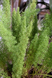 Myers Foxtail Fern (Asparagus densiflorus 'Myers') at Wolf's Blooms & Berries