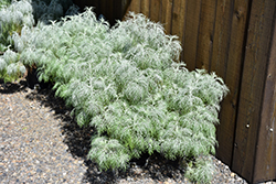 Makana Silver Artemisia (Artemisia mauiensis 'TNARTMS') at Wolf's Blooms & Berries