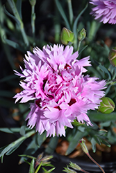 Early Bird Fizzy Pinks (Dianthus 'Wp08 Ver03') at Wolf's Blooms & Berries