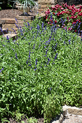 Victoria Blue Salvia (Salvia farinacea 'Victoria Blue') at Wolf's Blooms & Berries