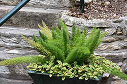 Myers Foxtail Fern (Asparagus densiflorus 'Myers') at Wolf's Blooms & Berries