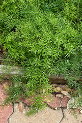 Sprengeri Asparagus Fern (Asparagus densiflorus 'Sprengeri') at Wolf's Blooms & Berries