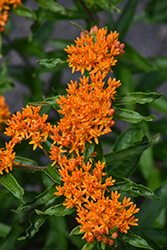 Butterfly Weed (Asclepias tuberosa) at Wolf's Blooms & Berries