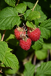 Raspberry Shortcake Raspberry (Rubus 'NR7') at Wolf's Blooms & Berries
