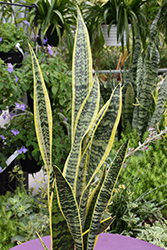 Striped Snake Plant (Sansevieria trifasciata 'Laurentii') at Wolf's Blooms & Berries