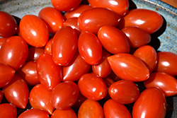 Red Grape Tomato (Solanum lycopersicum 'Red Grape') at Wolf's Blooms & Berries