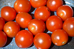 Sweet 100 Tomato (Solanum lycopersicum 'Sweet 100') at Wolf's Blooms & Berries