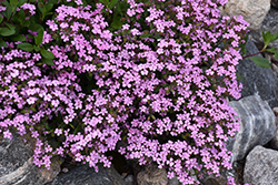 Rock Soapwort (Saponaria ocymoides) at Wolf's Blooms & Berries