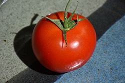 Early Girl Tomato (Solanum lycopersicum 'Early Girl') at Wolf's Blooms & Berries