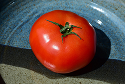 Goliath Tomato (Solanum lycopersicum 'Goliath') at Wolf's Blooms & Berries