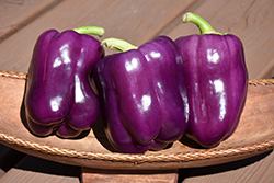 Purple Bell Pepper (Capsicum annuum 'Purple Bell') at Wolf's Blooms & Berries