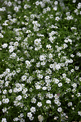 Filou White Creeping Baby's Breath (Gypsophila repens 'Filou White') at Wolf's Blooms & Berries